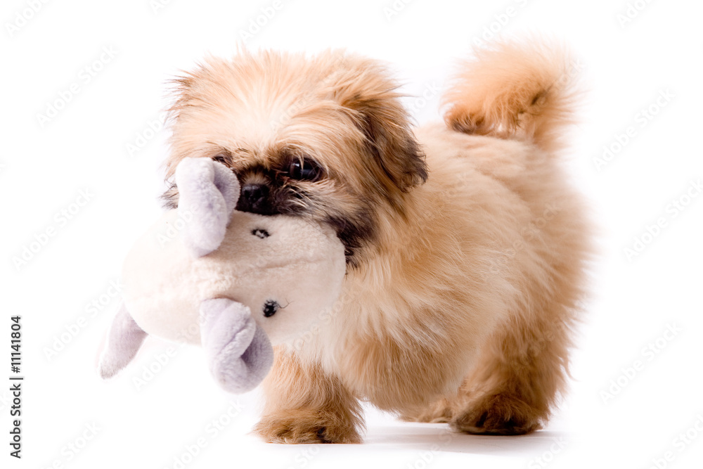 Pekingese dog brings you his toy