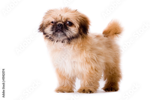 Bild auf Leinwand Sturdy pekingese dog