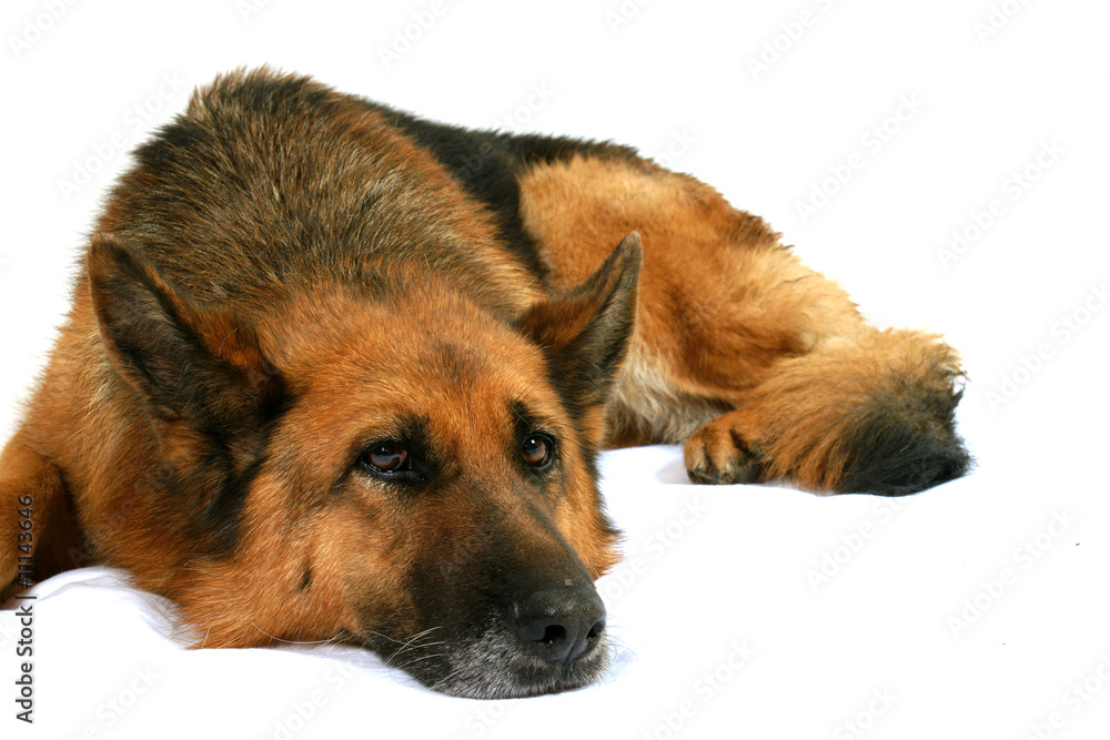 chien berger allemand allongé chien berger allemand allongé