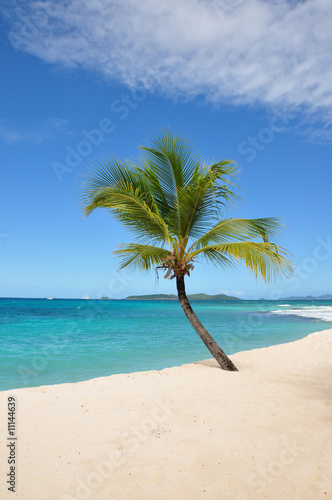 Fototapeta Naklejka Na Ścianę i Meble -  palm island