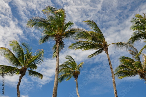 palm island