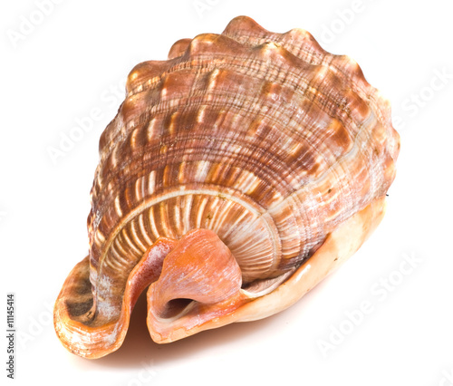 background with seashell