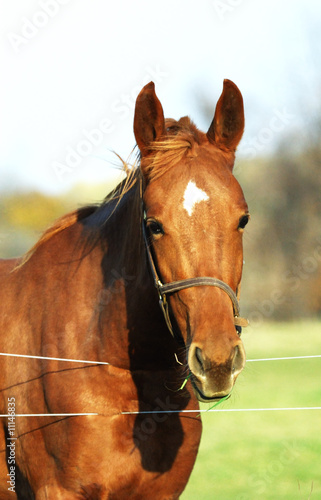 Big Brown Horse Close-up © StevertS