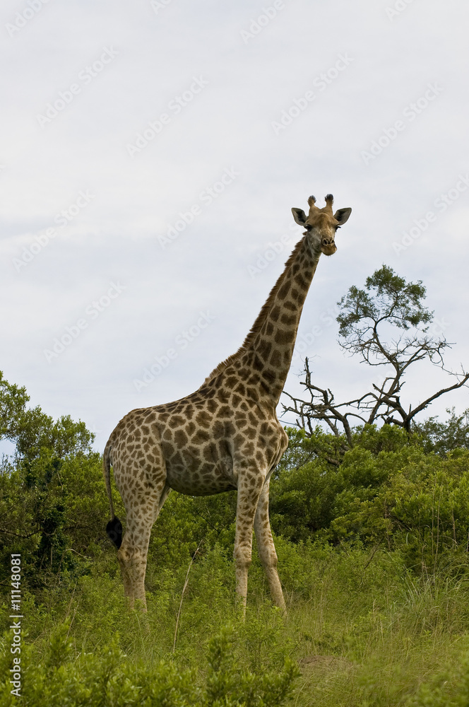 Obraz premium Giraffe