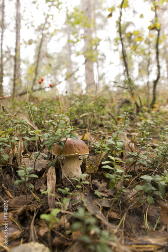 Fotografie boletus mushroom in the moss