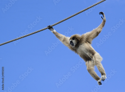 flying monkey