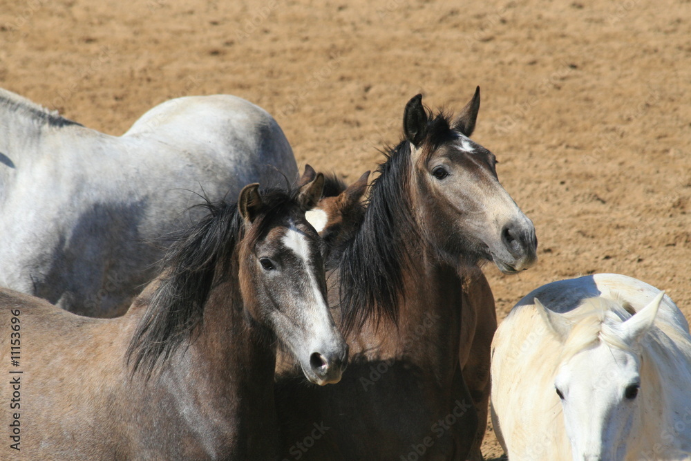 Obraz premium fohlen herde