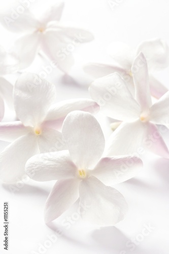 jasmine flowers over white background