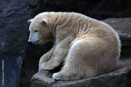 Eisbär photo