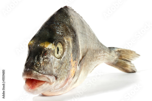 Photography Dorada fish
