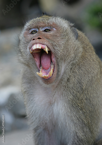 Photography monkey