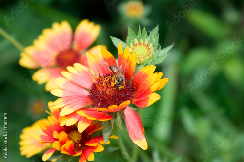 bee full of nectar