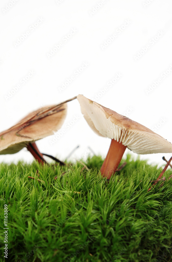 Pilze im Moos Pilze im Moos