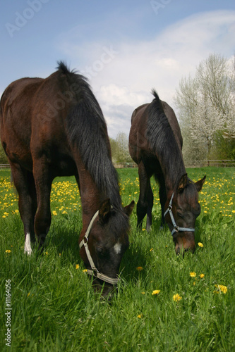 Fohlen beim grasen photo