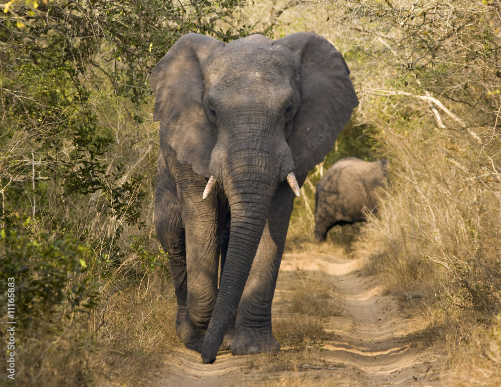 Fototapeta premium Elephant Walking On Dirt Road