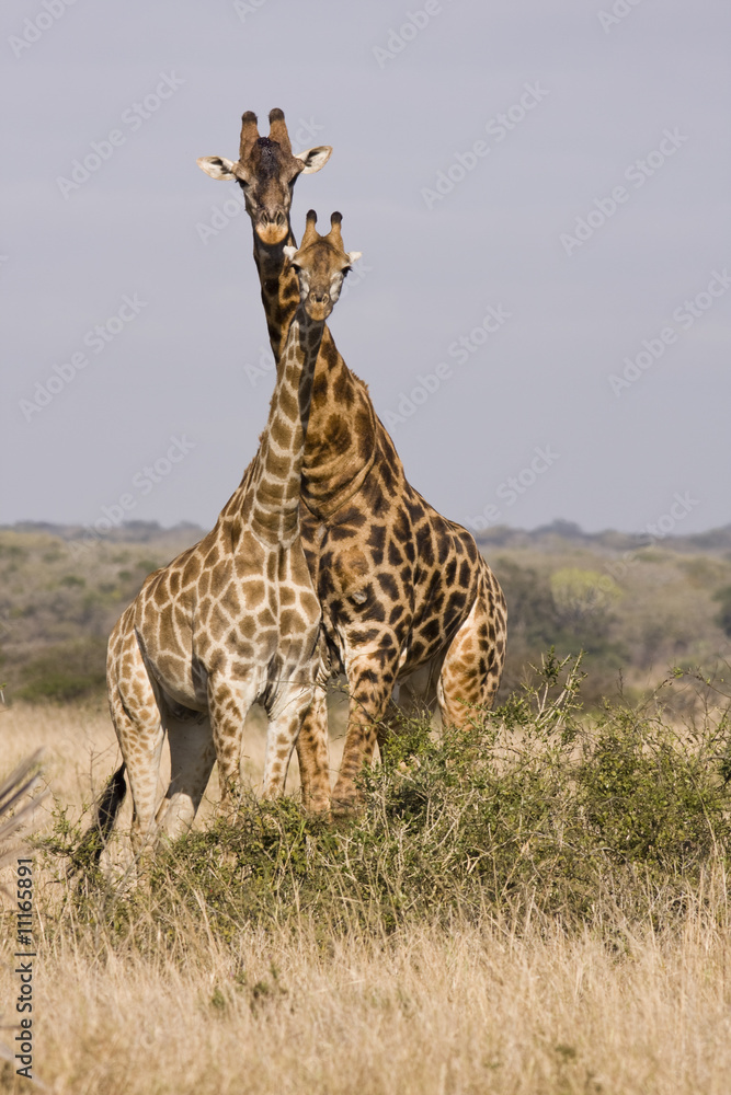 Obraz premium A Tower Of Giraffes