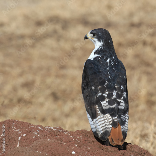 augur buzzard
