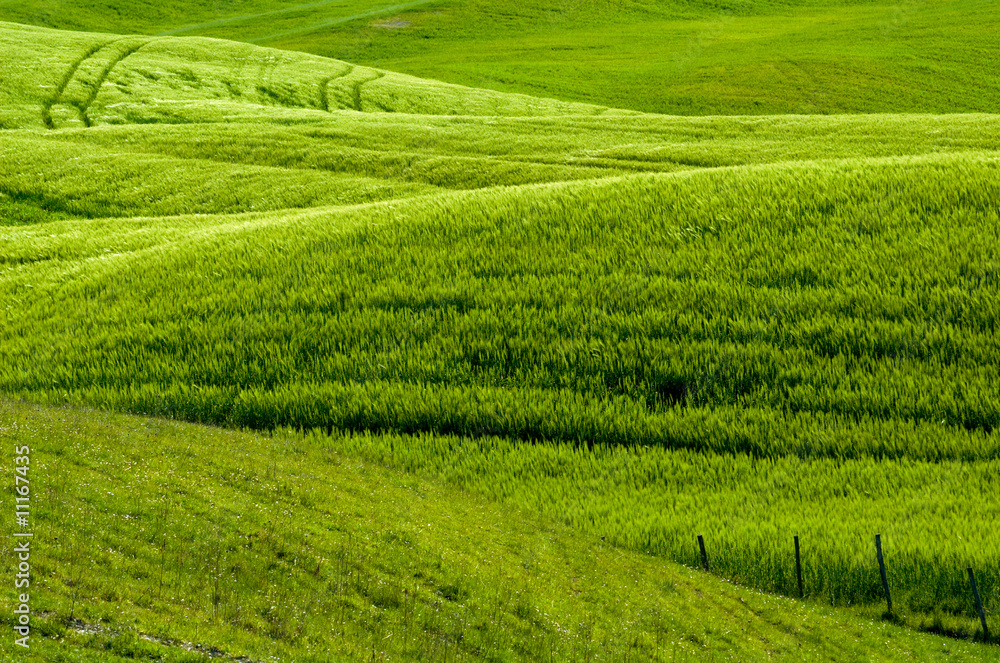 Green fields of wheat