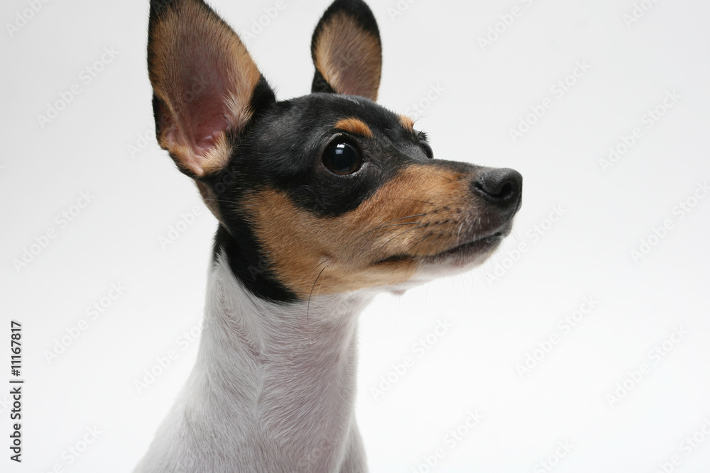 Fox Terrier Fox Terrier