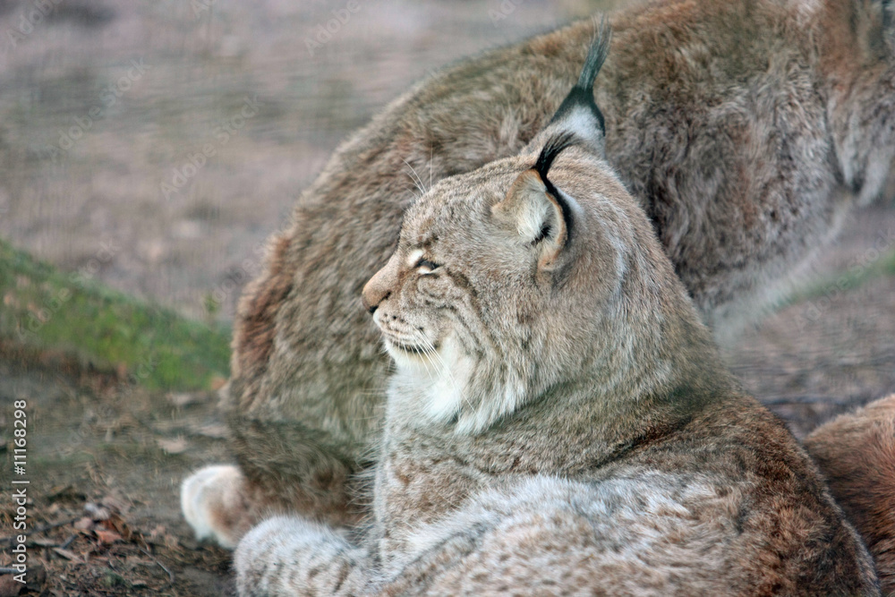 Fototapeta premium Luchs