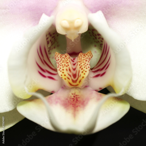 Orchidee_Close-up