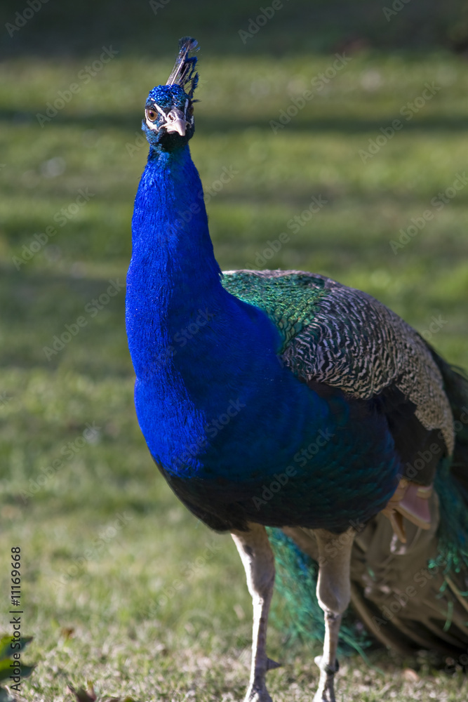 Peacock