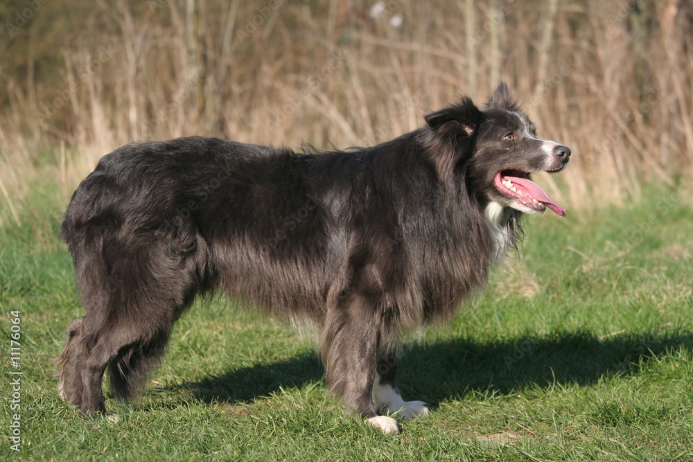 Fototapeta premium Border collie de profil à la campagne