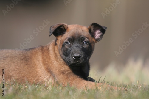 chiot berger belge malinois en plein repos vu de profil