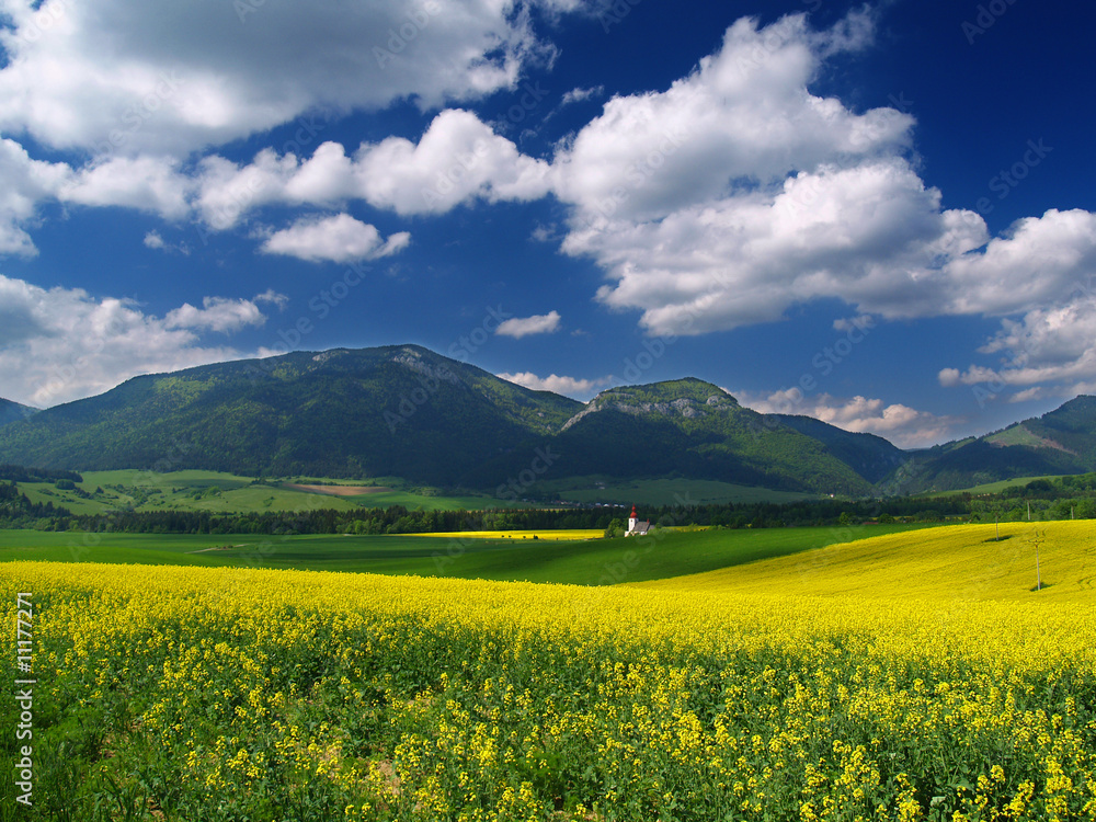 A view of yellow meadow and mountains