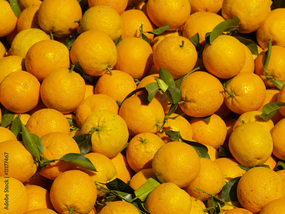 orange harvest