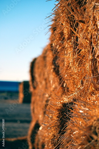 Hay