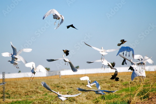 Birds in flight