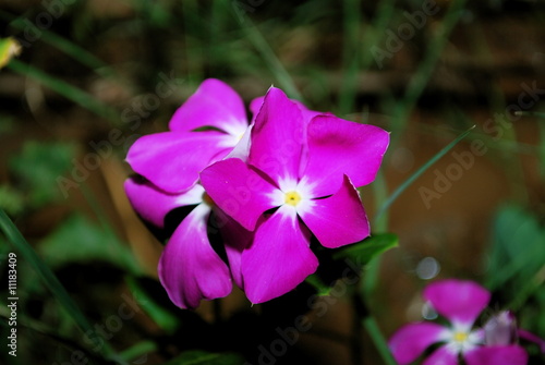 Periwinkle