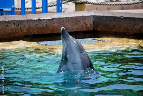 Dolphin looking up