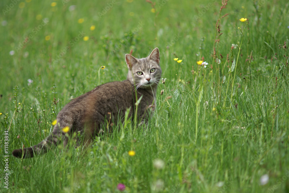 Naklejka premium Mäusejagt