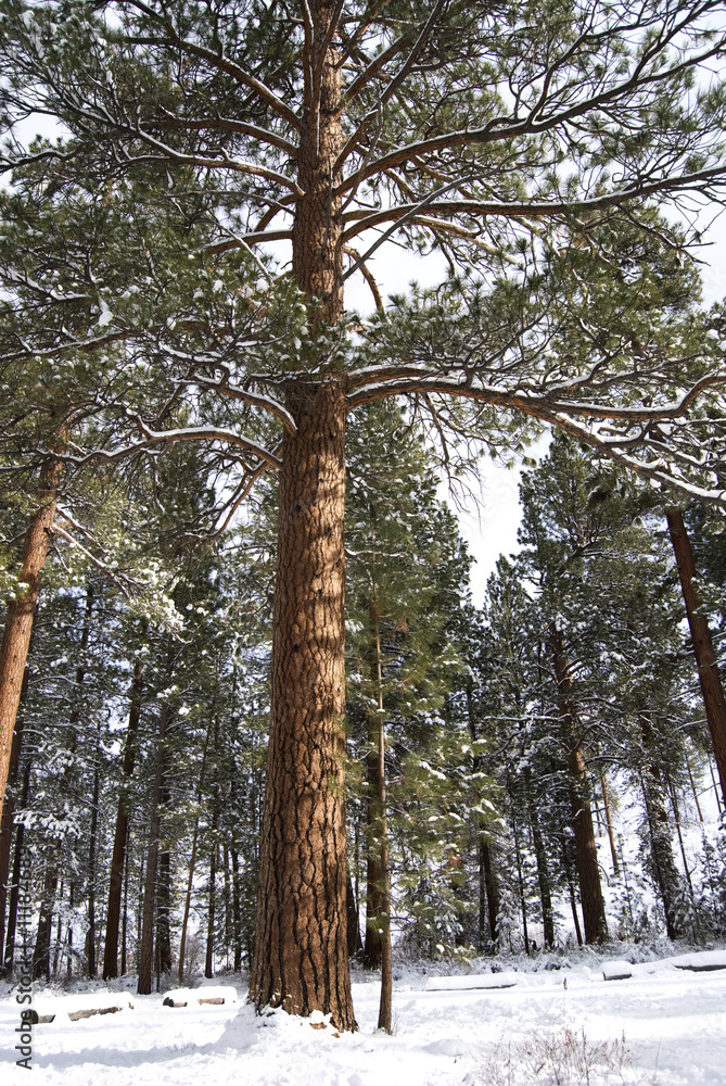 Fototapeta premium Tall Ponderosa Pine in the Snow