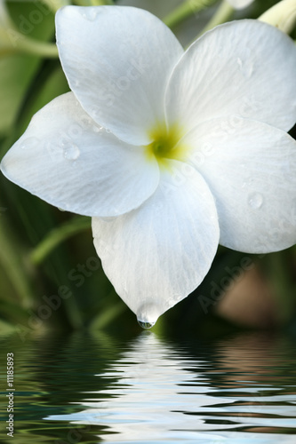 gouttes d'eau sur fleur blanche de frangipanier
