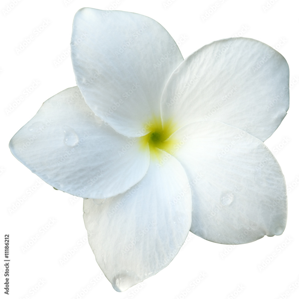 fleur blanche de frangipinier détourée - obrazy, fototapety, plakaty 