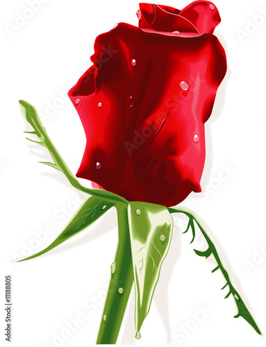 Vector. Red rose with raindrops