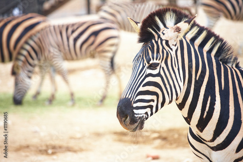 Zebras in zoo