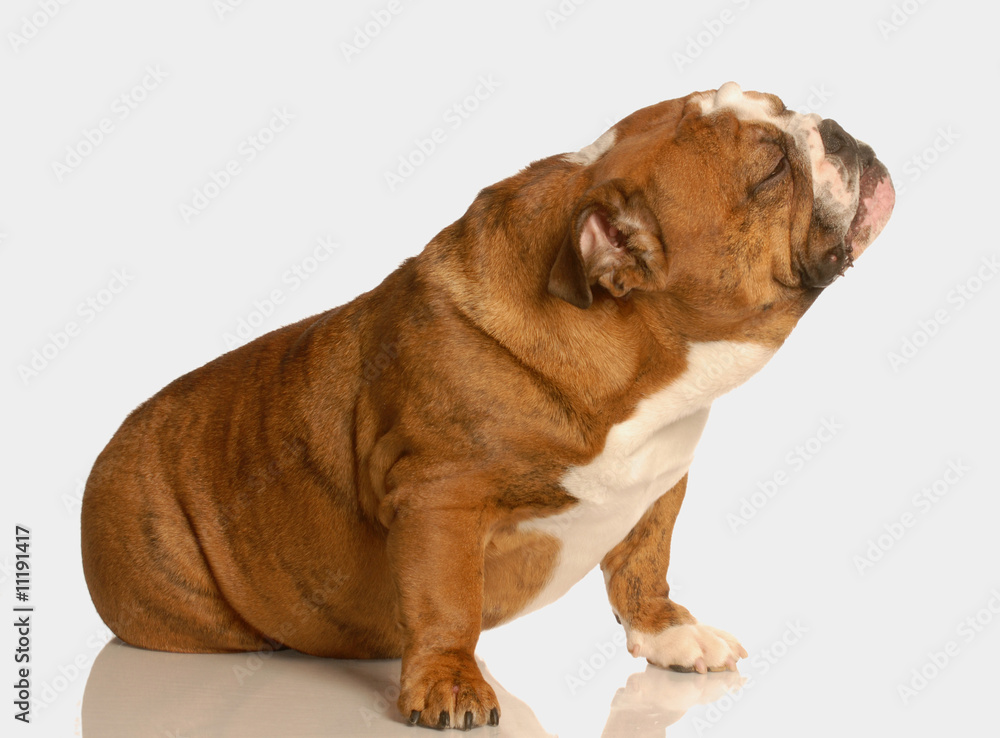 english bulldog sitting with cute expression