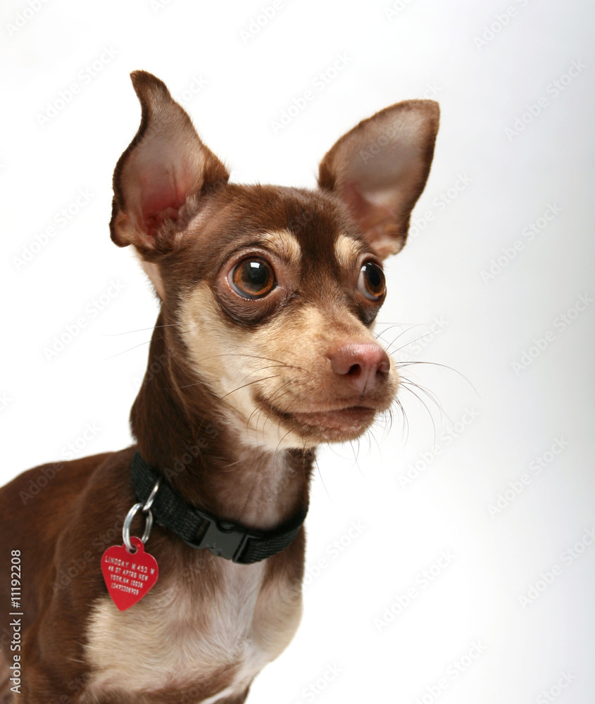 Puppy Chihuahua Puppy Chihuahua