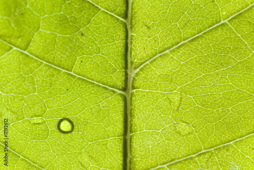 Fototapete macro balsam popular leaf shallow depth of field