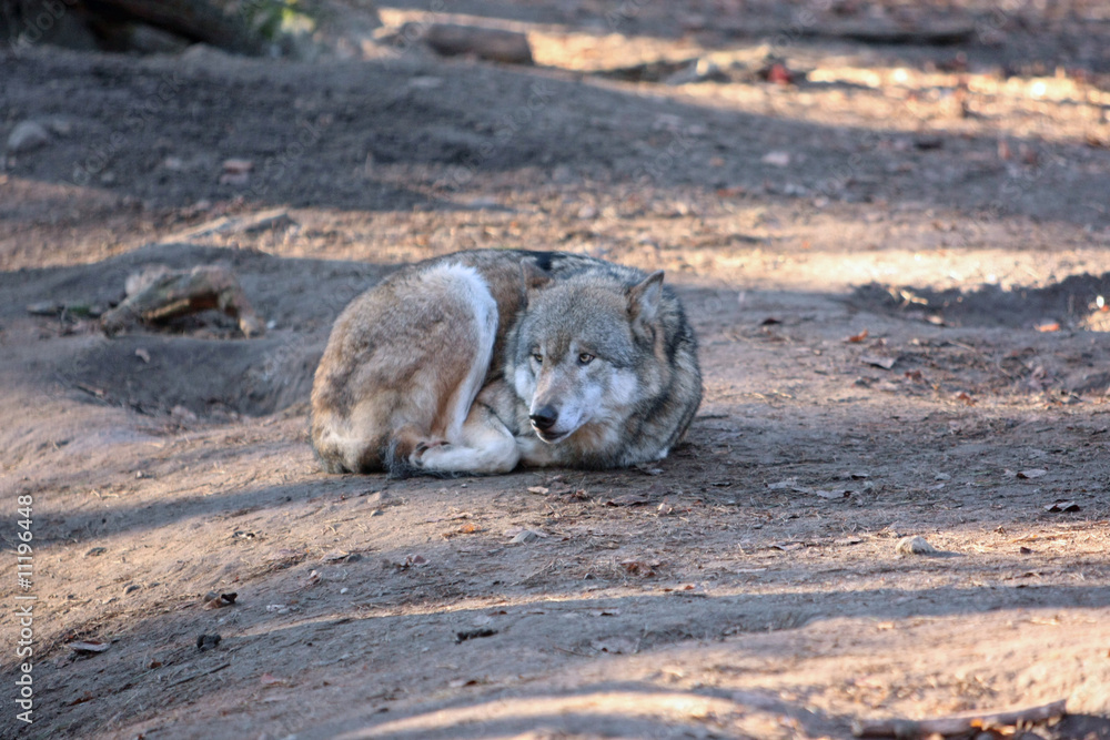 Fototapeta premium Wolf