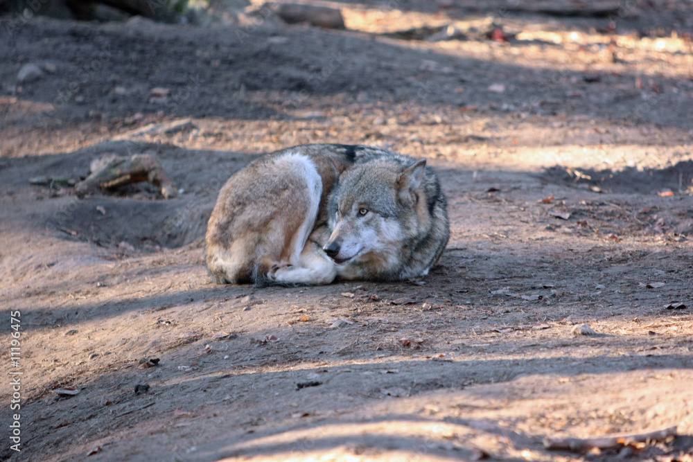 Fototapeta premium Wolf