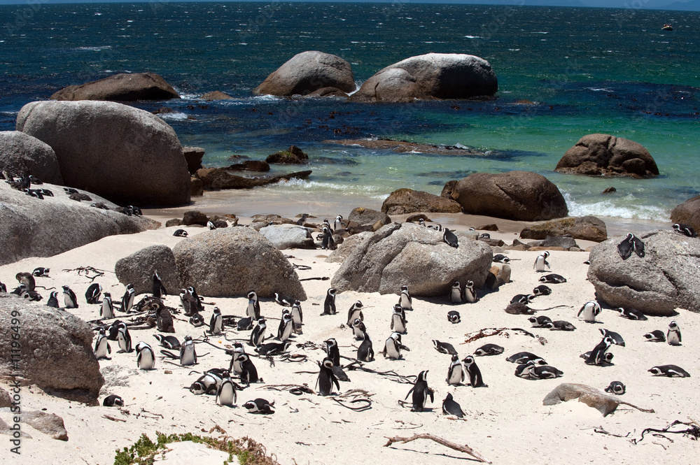 Obraz premium Jackass Penguins