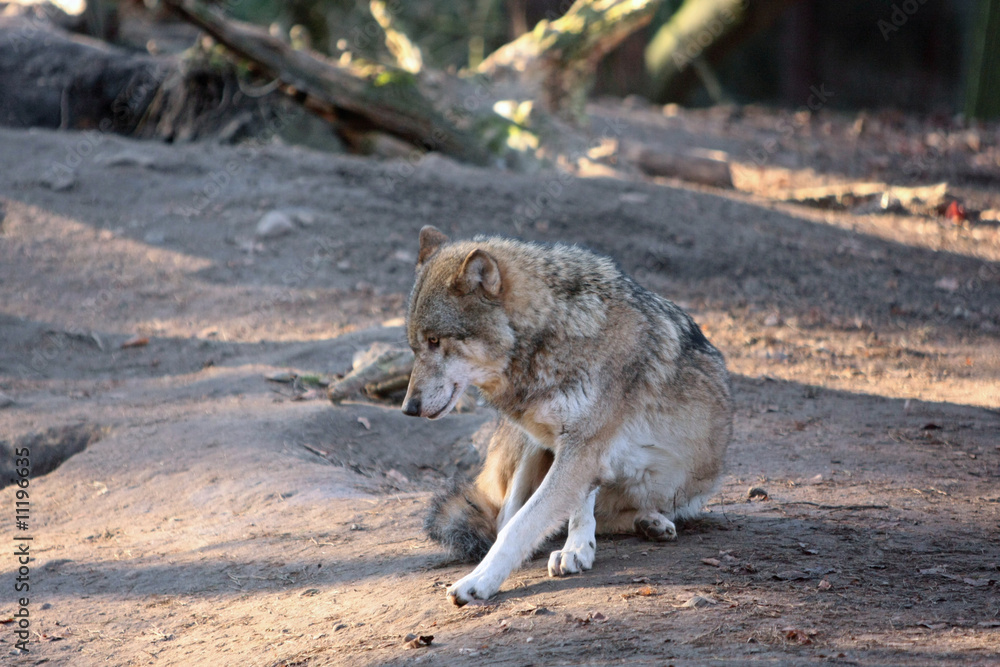 Fototapeta premium Wolf