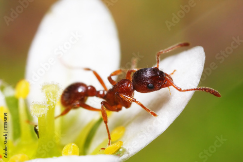 Myrmica rubra photo