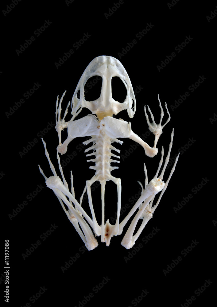 Obraz premium Isolated true rana frog skeleton on black background