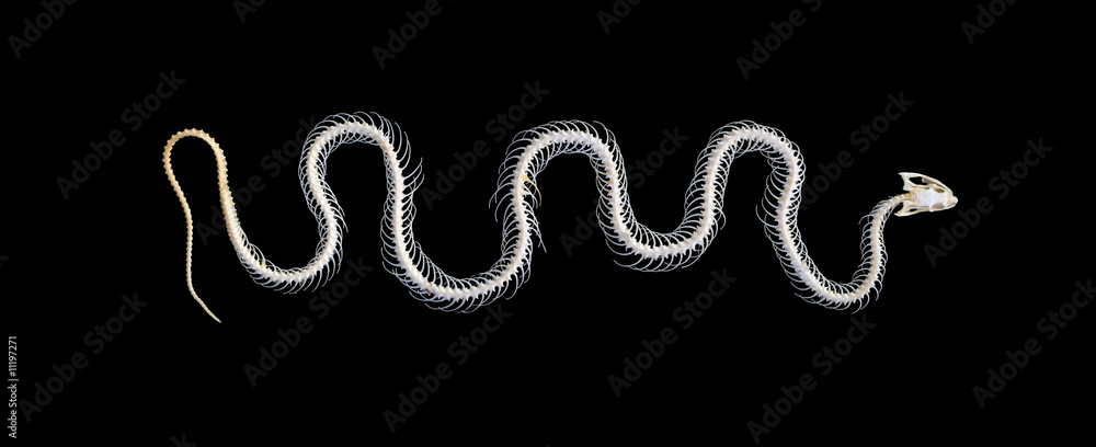 Obraz premium Isolated grass snake (Natrix) skeleton on a black background